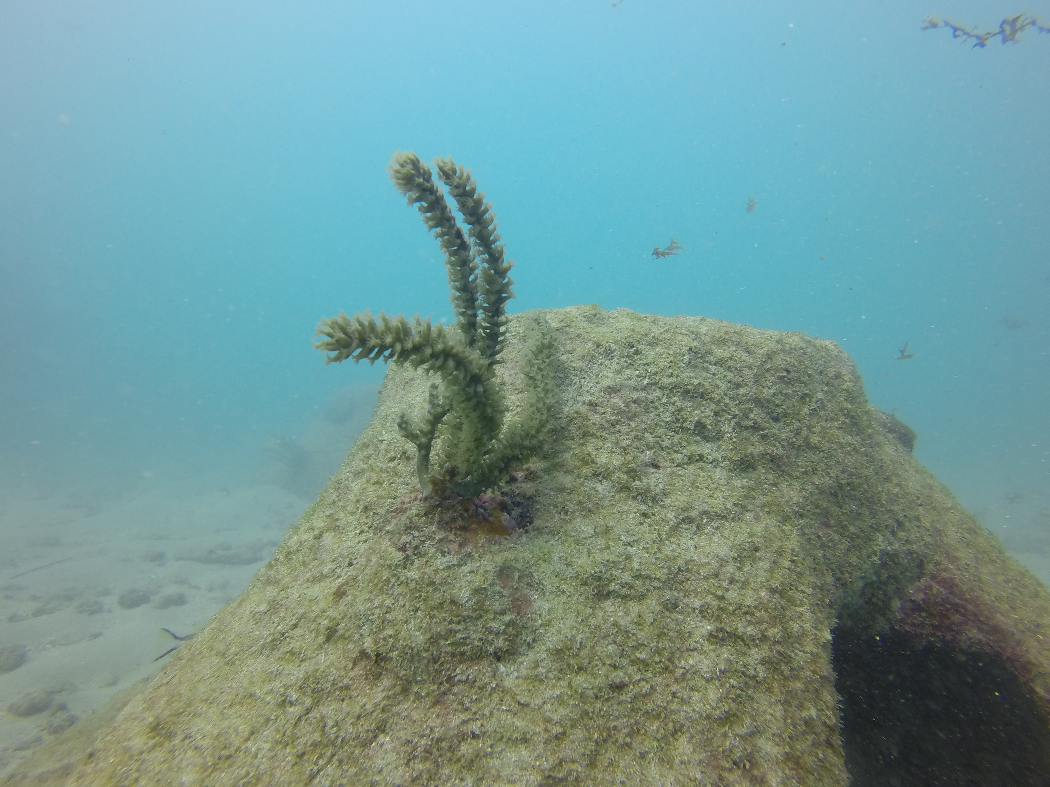 Escambron Underwater Trail